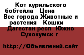 Кот курильского бобтейла › Цена ­ 5 000 - Все города Животные и растения » Кошки   . Дагестан респ.,Южно-Сухокумск г.